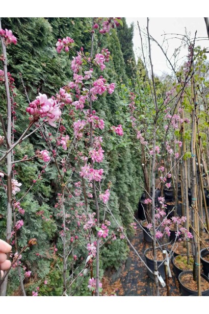 Яблуня червонолиста райська саджанці